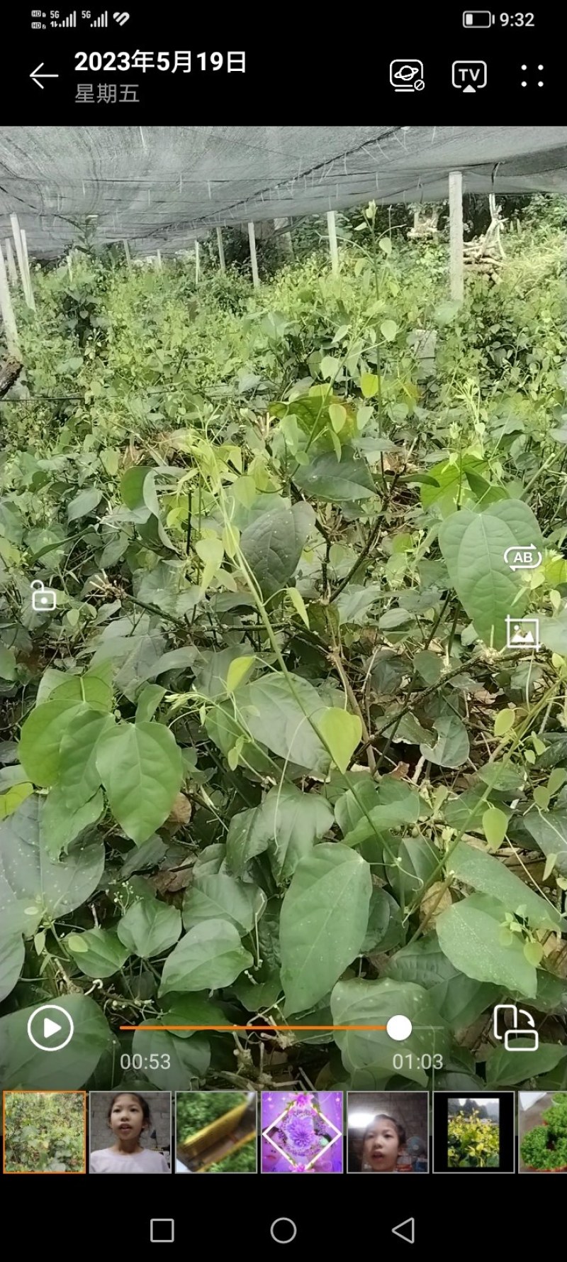 龙须菜，辣木苗，赤苍滕