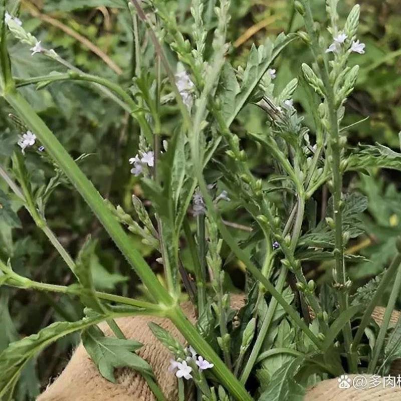 求购马鞭草