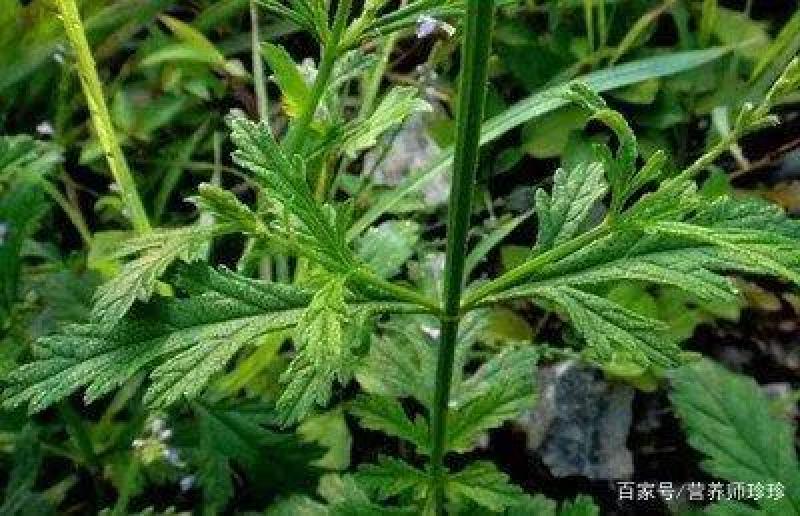 求购马鞭草