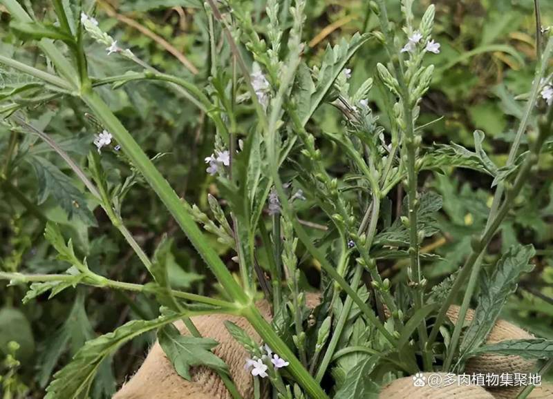 求购马鞭草