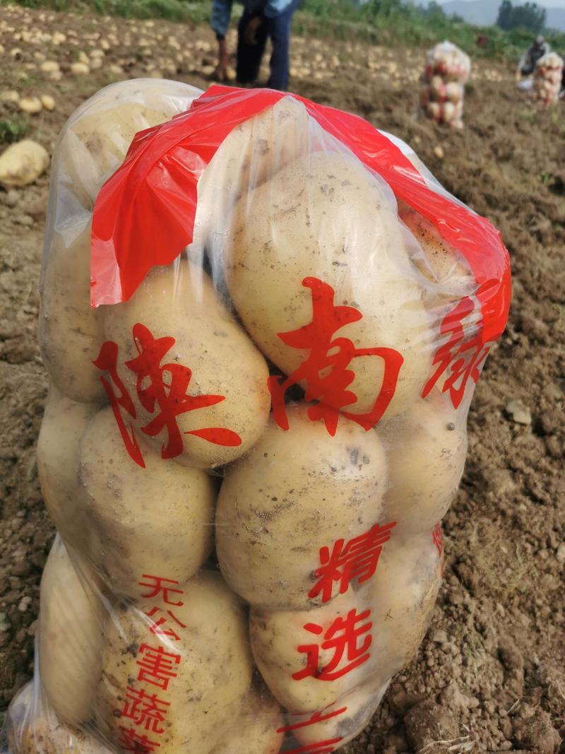 土豆，沃土系列土豆，个头大，薯面光且靓。深受广大客商喜欢