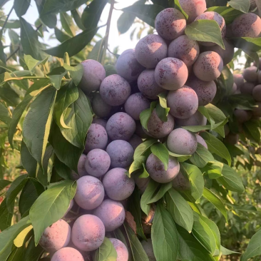 青脆李，半边红，茵红李，冰糖李，蜂糖李