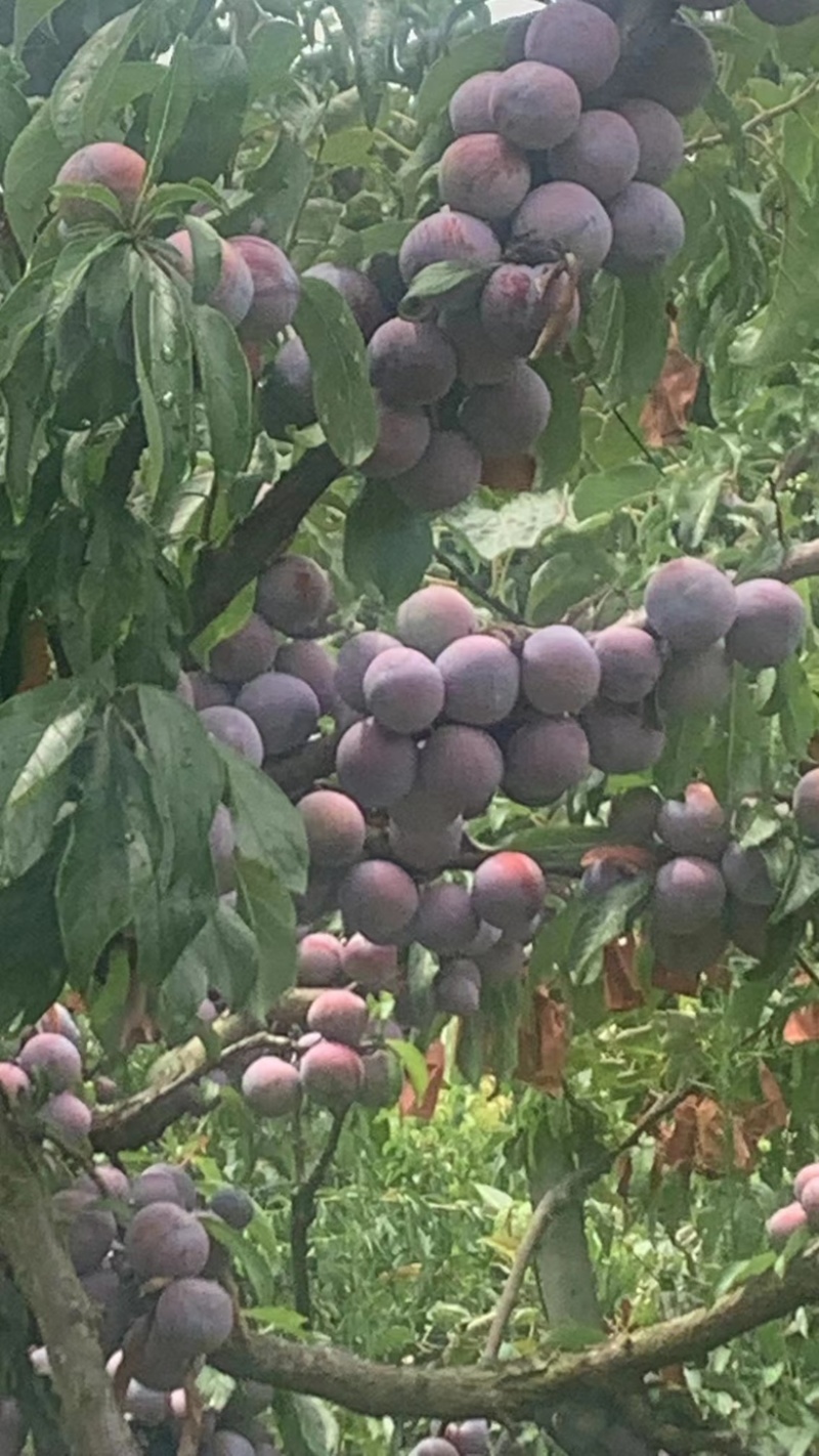 青脆李，半边红，茵红李，冰糖李，蜂糖李