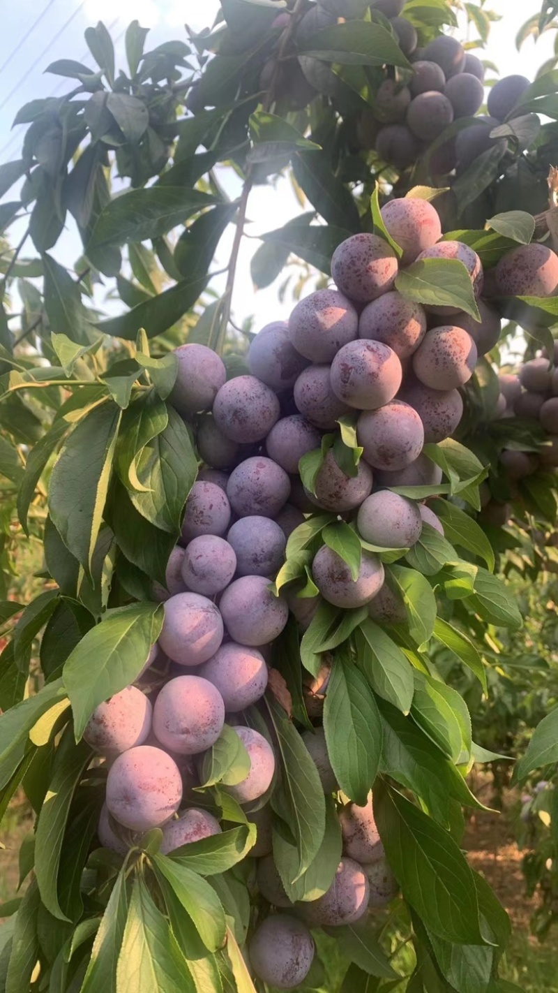 青脆李，半边红，茵红李，冰糖李，蜂糖李