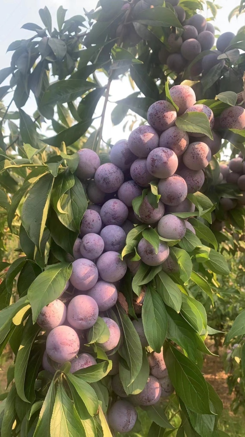 青脆李，半边红，茵红李，冰糖李，蜂糖李