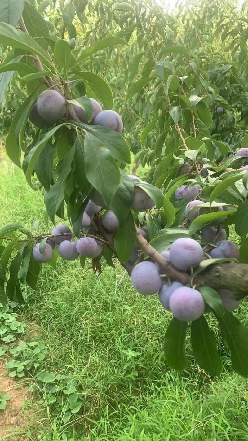 青脆李，半边红，茵红李，冰糖李，蜂糖李