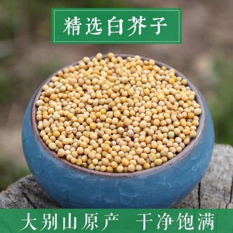 精选野生正品白芥子中药材芥菜子辣菜子炒白芥籽泡茶可磨粉