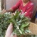 野生艾草叶干艾草艾灸泡脚泡澡艾草中医足浴粉药包批发