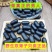中药材野生双肾子苦石莲石莲子云南特产纯正品50g
