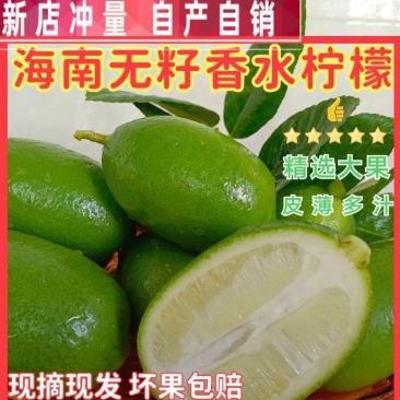 海南薄皮香水柠檬味一级果新鲜现摘四季青皮无籽奶茶店专用手