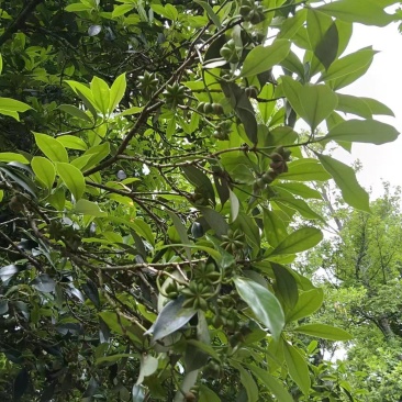 云南七月自家种植春花新鲜采摘八角
