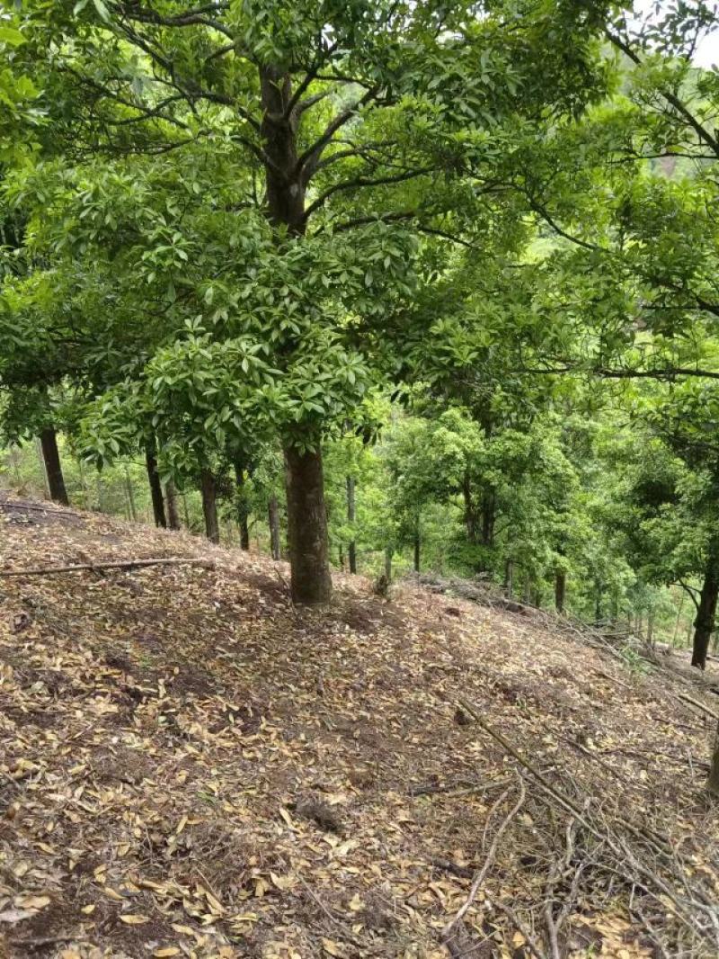 云南七月自家种植春花新鲜采摘八角