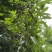 云南七月自家种植春花新鲜采摘八角