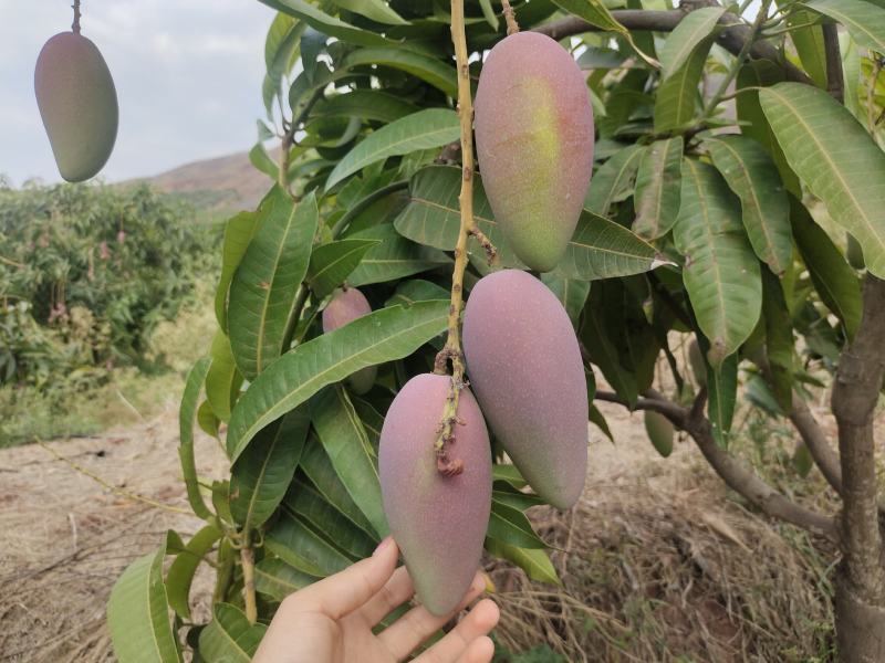 贵妃芒果大量上市