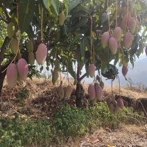 贵妃芒果大量上市