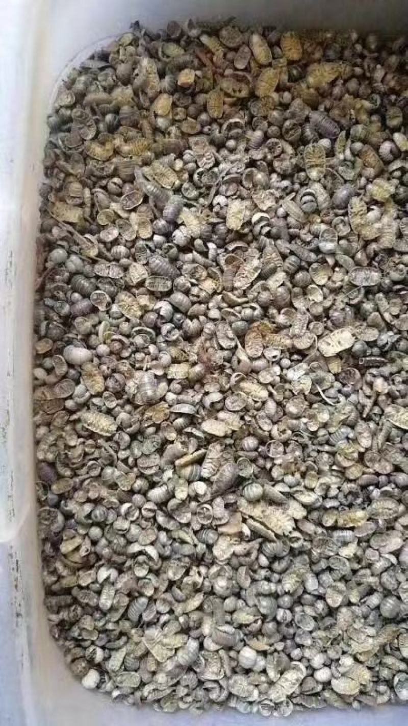 墨鱼骨，海螵蛸