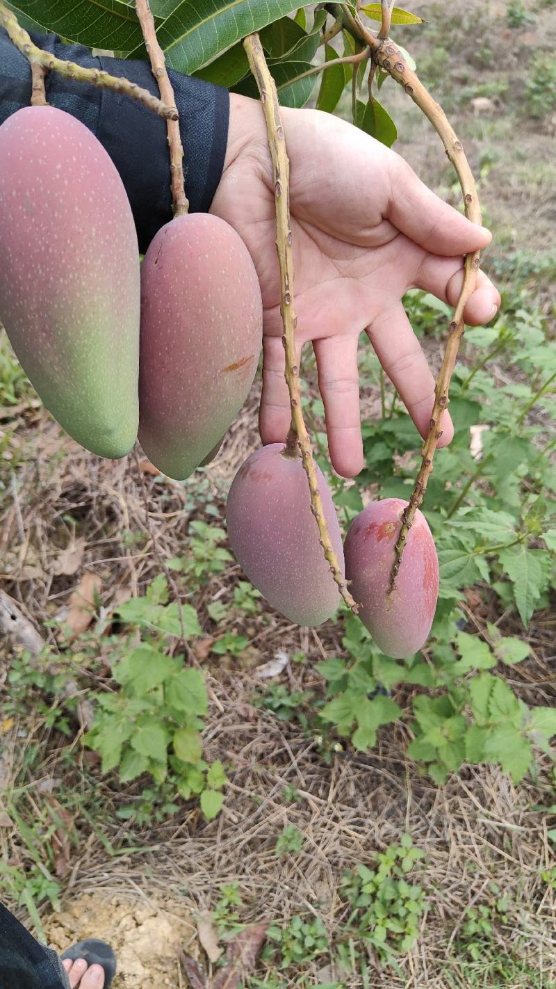 广西，百色贵妃芒热带芒果产地直发电商供货，社区团购