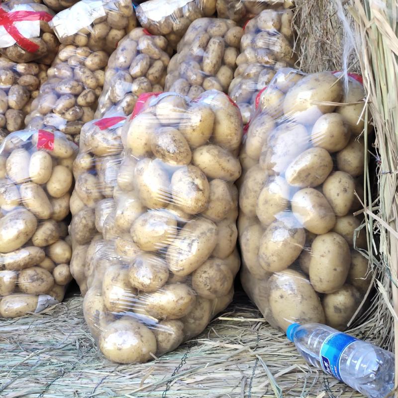 湖北中薯5号，沃土5，土豆大量供应全国走货欢迎联系
