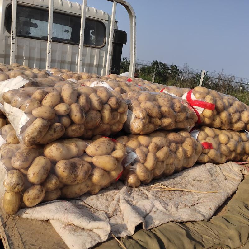 湖北中薯5号，沃土5，土豆大量供应全国走货欢迎联系