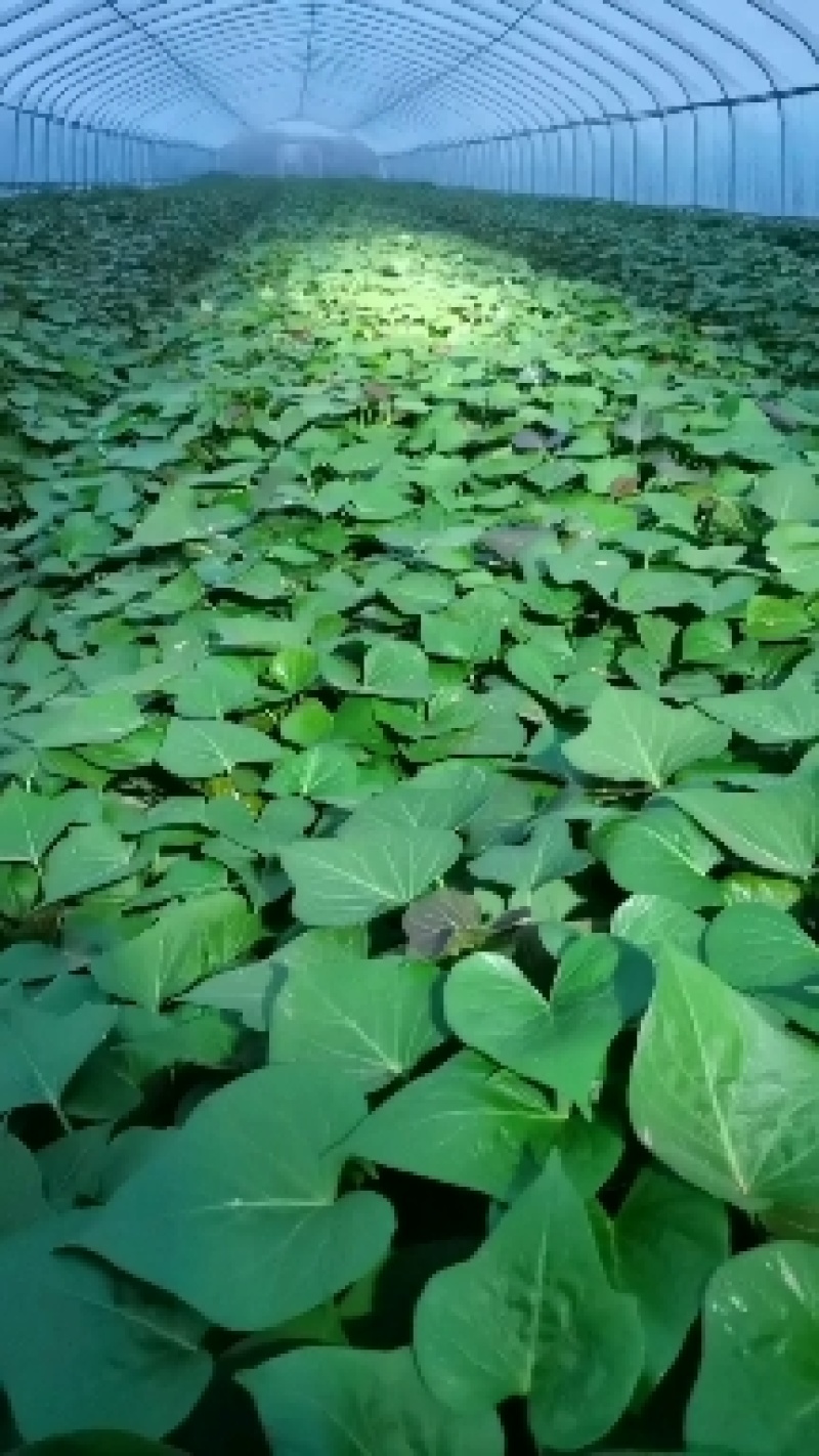 大田脱毒苗哈密