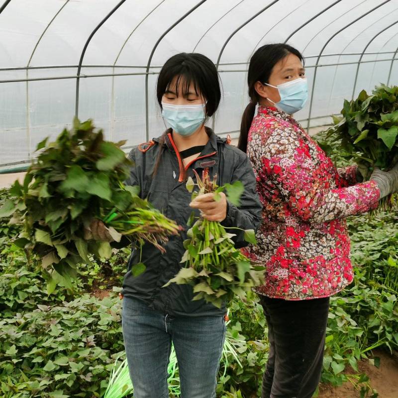 大田脱毒苗哈密