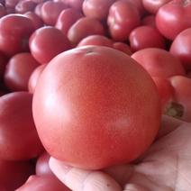 西红柿，聊城硬粉西红柿/全红/高圆货多量大产地直发