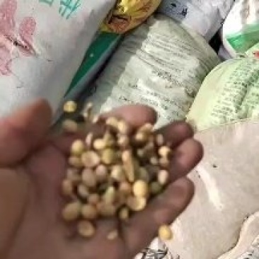 大豆