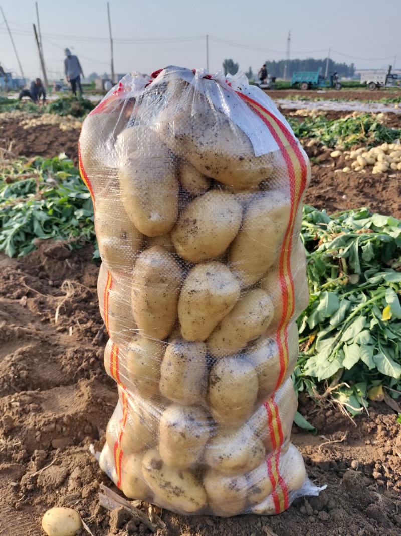 荷兰土豆一两半以上