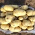 荷兰土豆一两半以上