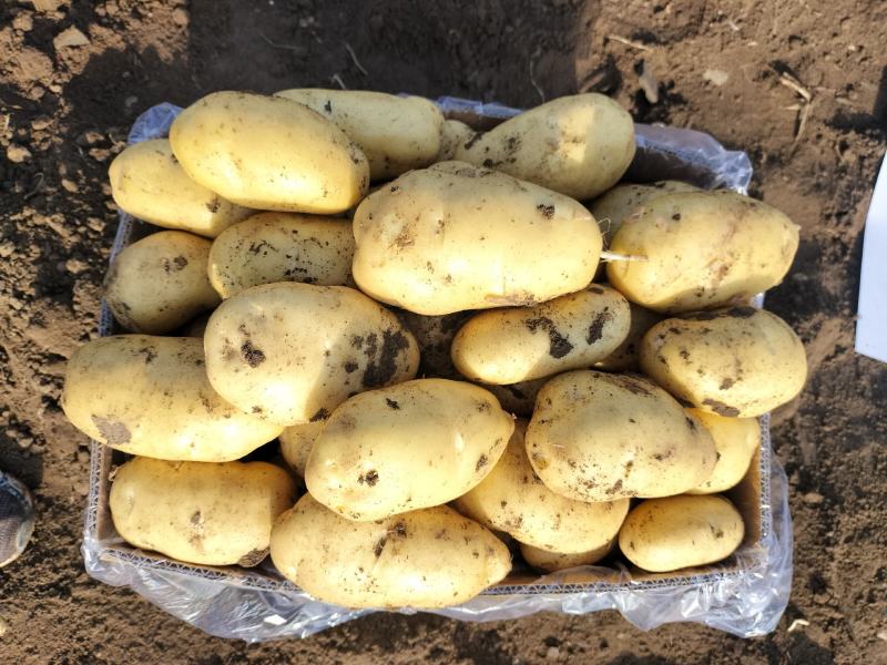 荷兰土豆一两半以上