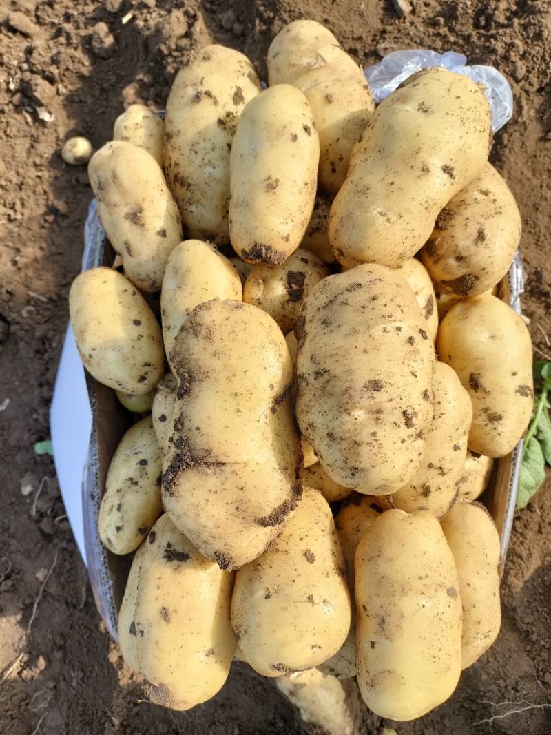 荷兰土豆一两半以上