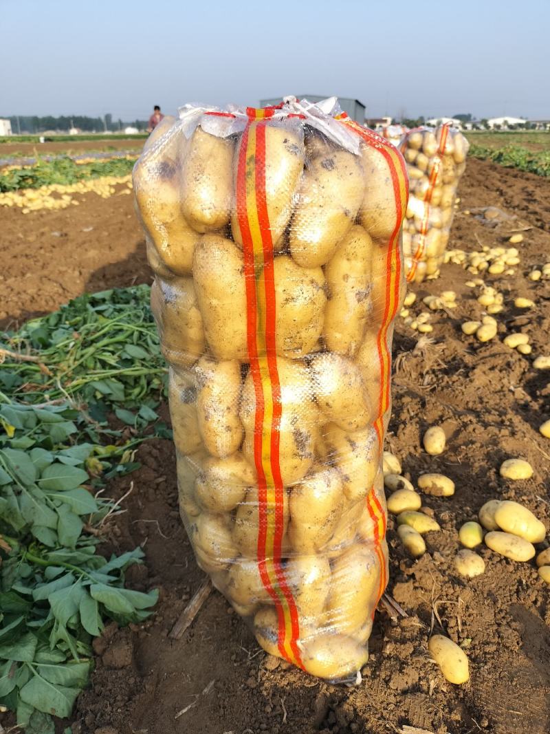 荷兰土豆一两半以上