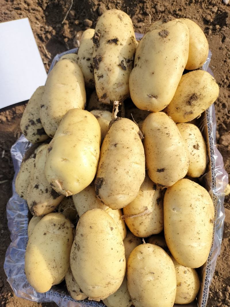 荷兰土豆一两半以上
