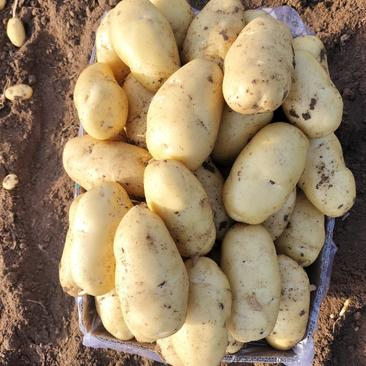 荷兰十五土豆一两半以上精品已大量上市质优价廉欢迎来电!
