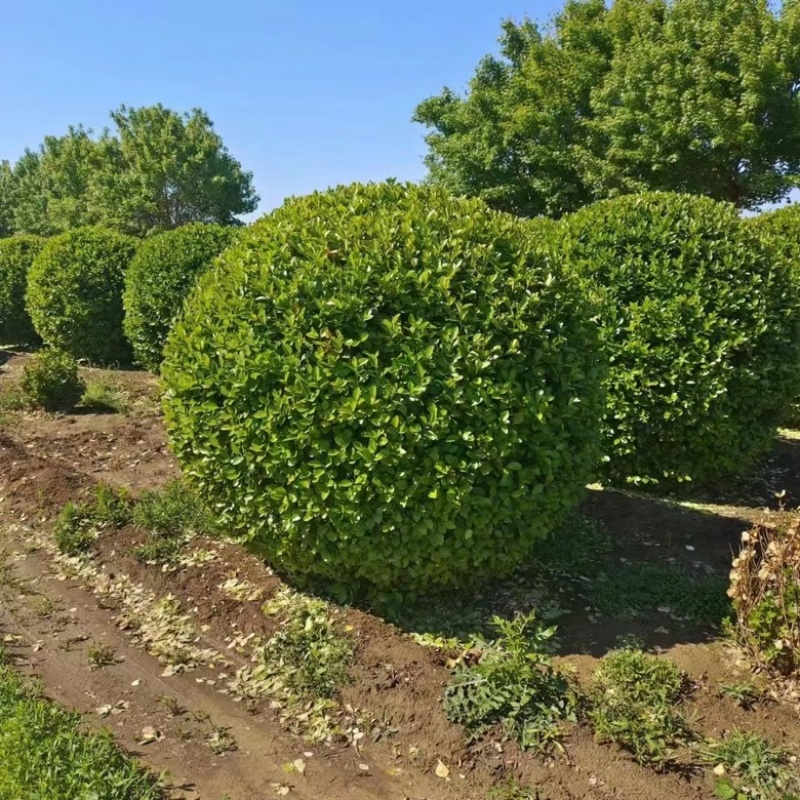 卫矛球