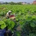 宁波余姚河姆渡基地直供新鲜藕带