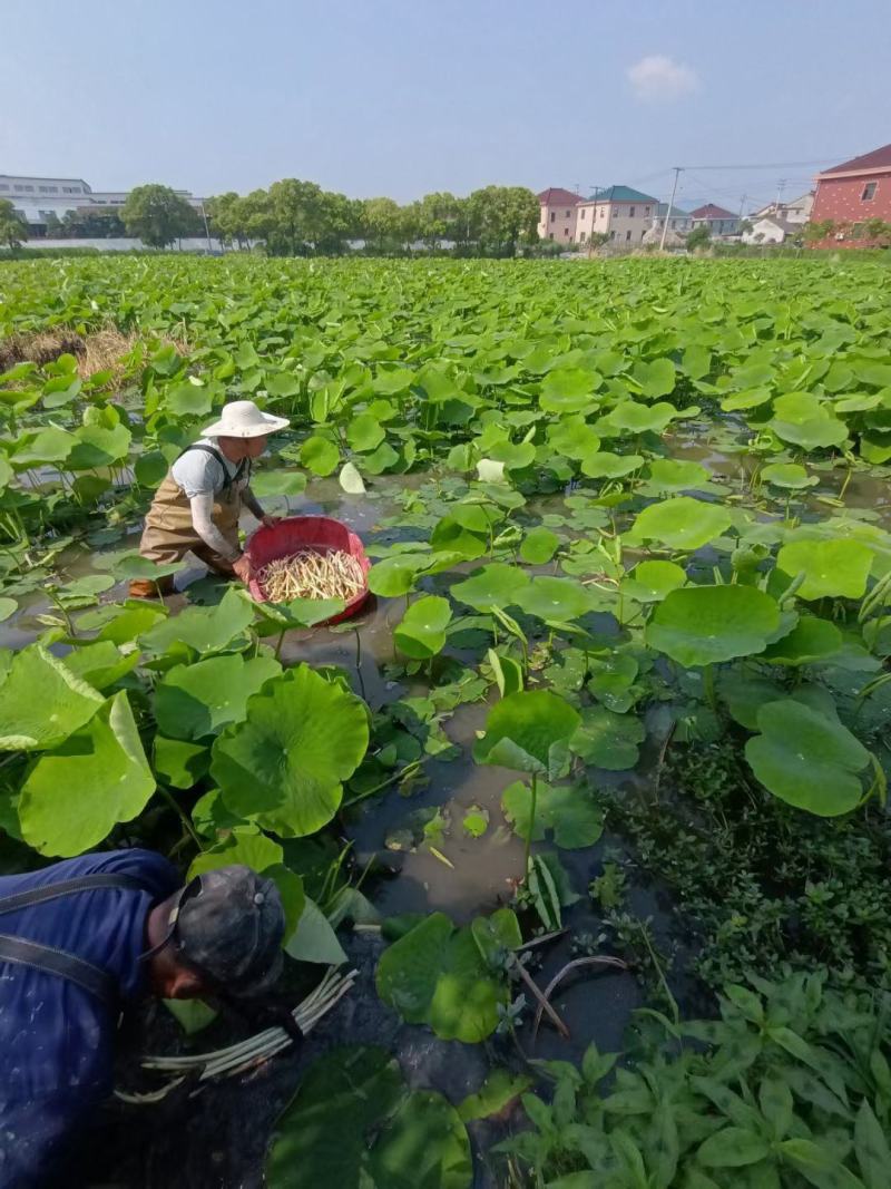 宁波余姚河姆渡基地直供新鲜藕带