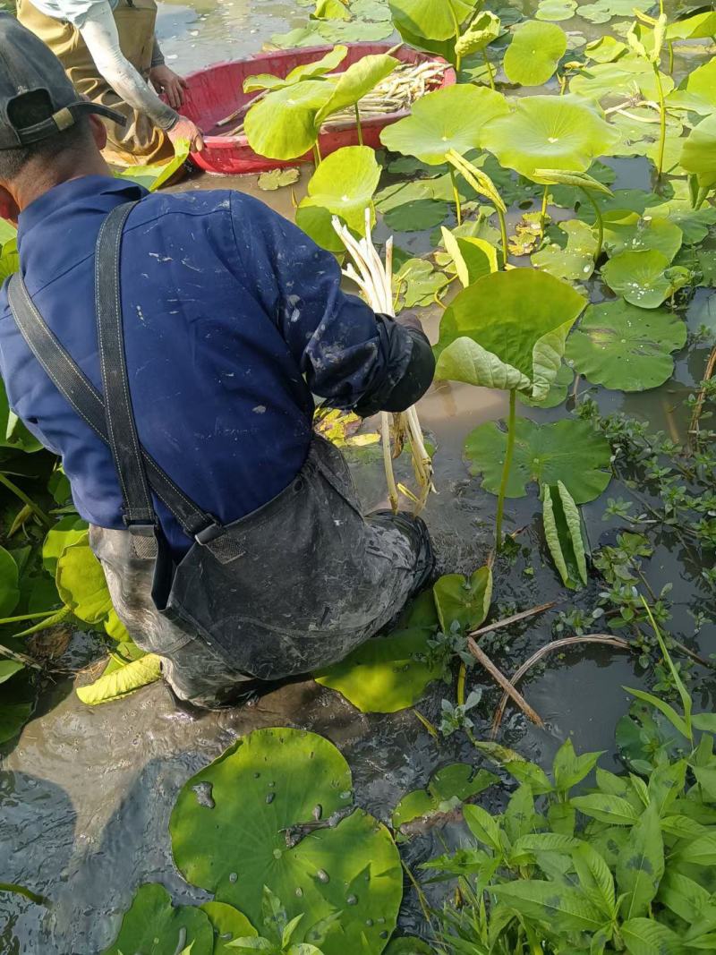 宁波余姚河姆渡基地直供新鲜藕带