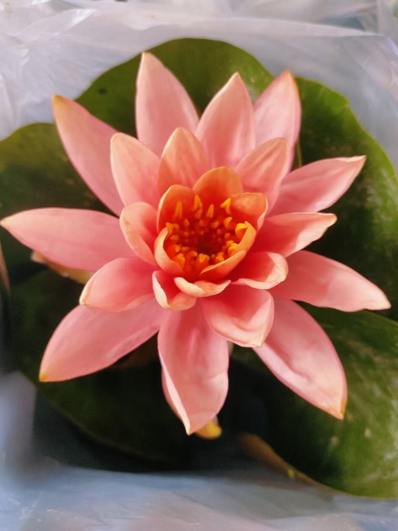 睡莲