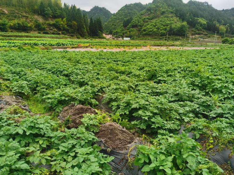 高山品质土豆