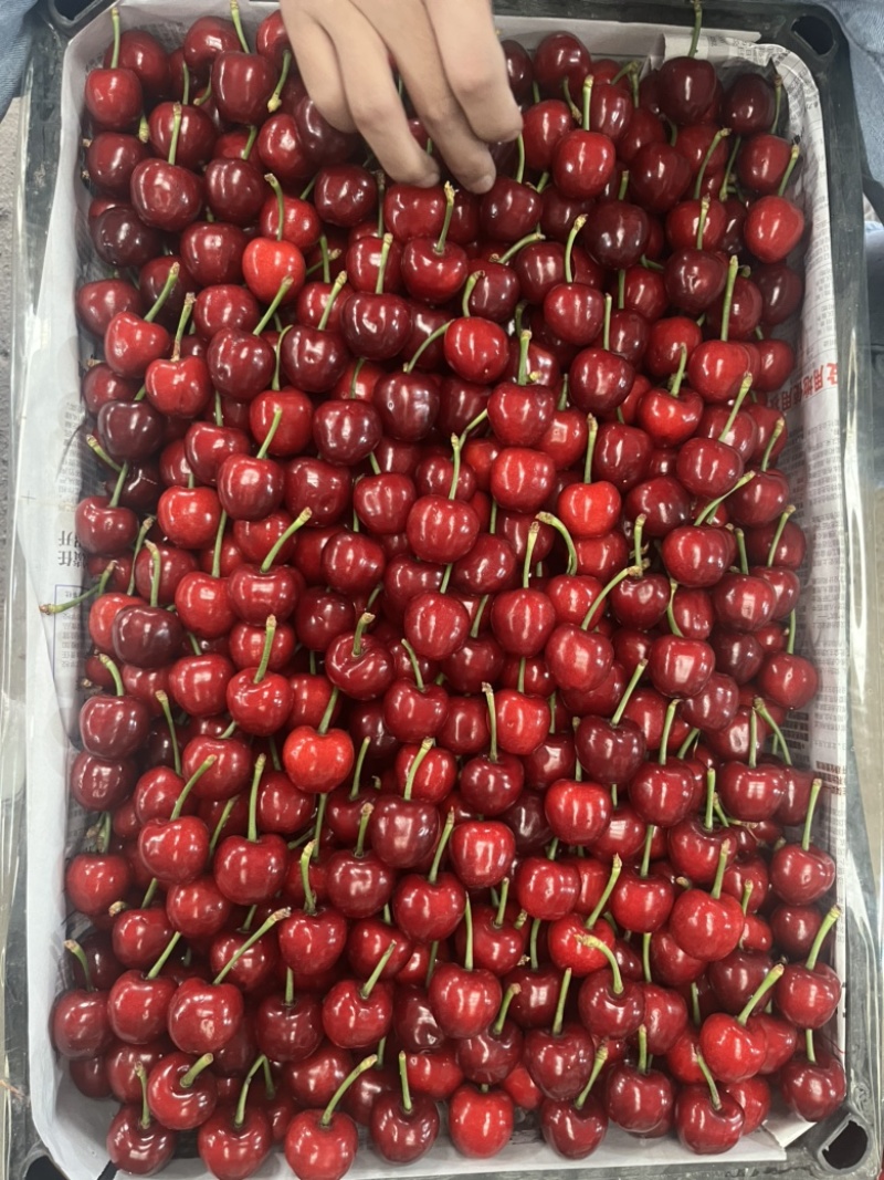 美早大樱桃大量上市中