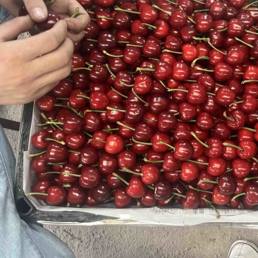 美早大樱桃大量上市中