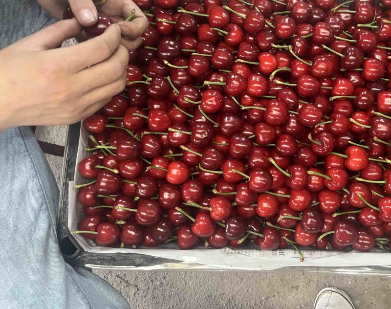 美早大樱桃大量上市中