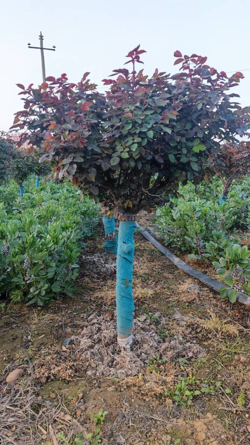 8公分高杆月季月季树树状月季月季基地南阳月季