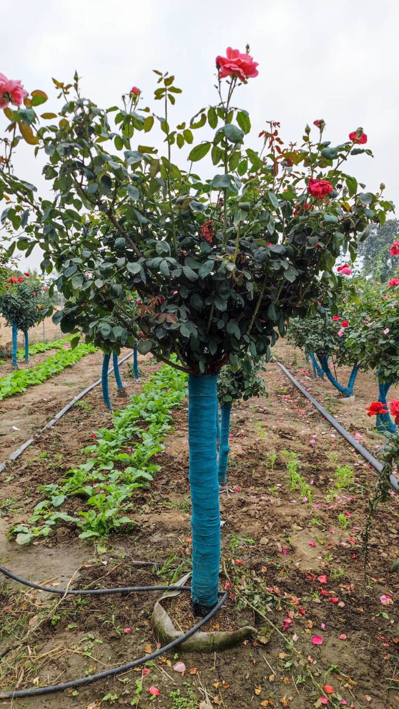 8公分高杆月季月季树树状月季月季基地南阳月季