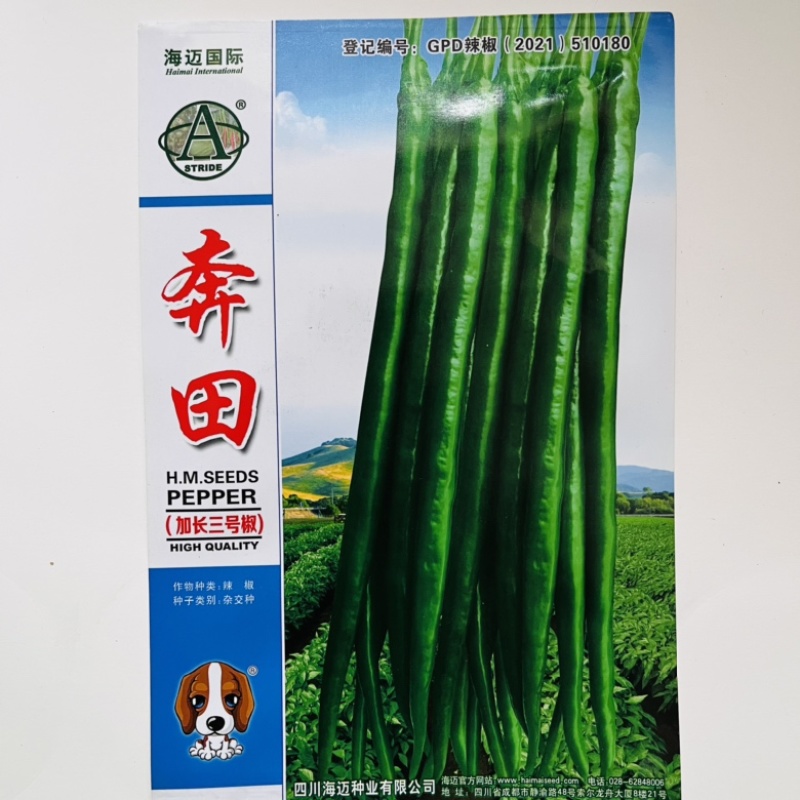 长龙56线椒种子品种，杂交一代青皮品种辣味中辣种子品种