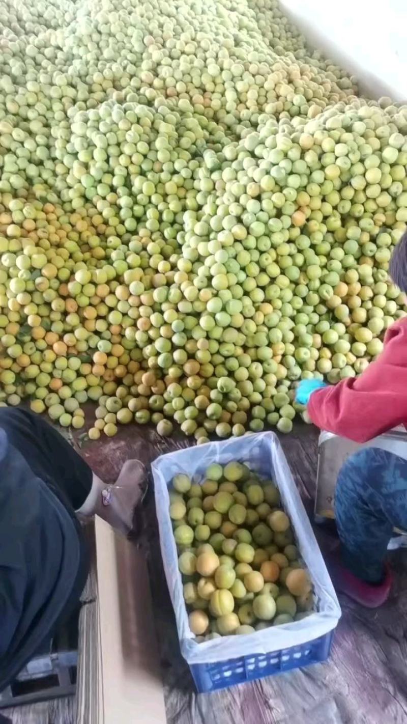 【实力】精品金太阳杏麦黄杏电商市场量大从优欢迎