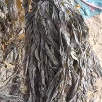 福建莆田干海带自厂