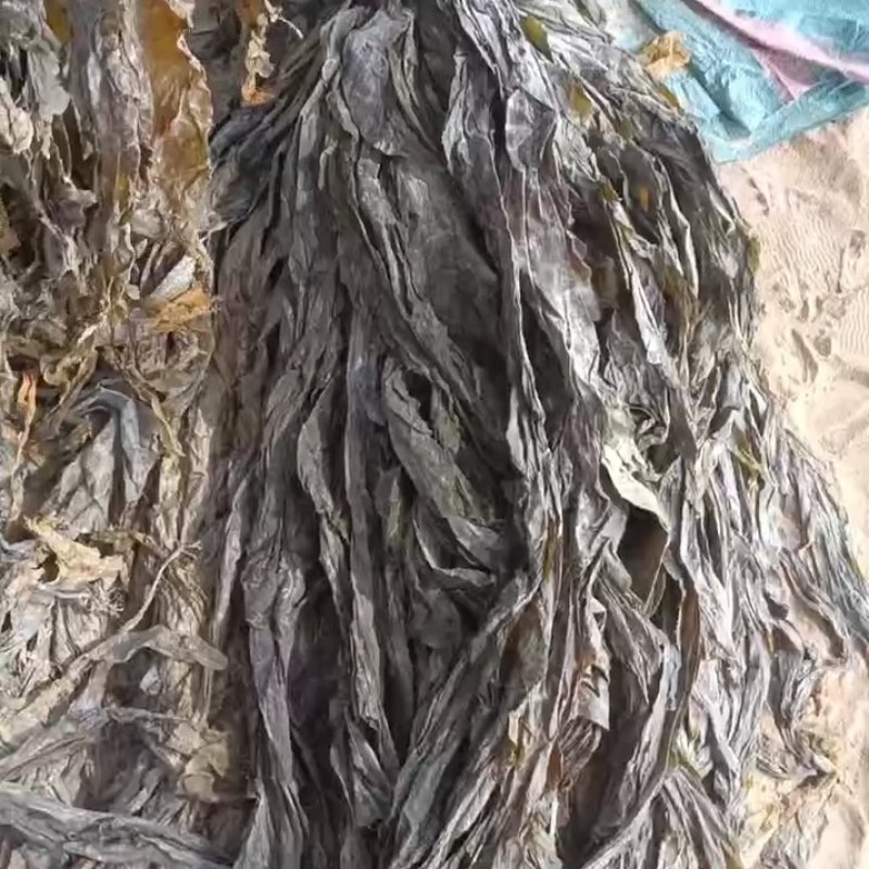 福建莆田干海带自厂