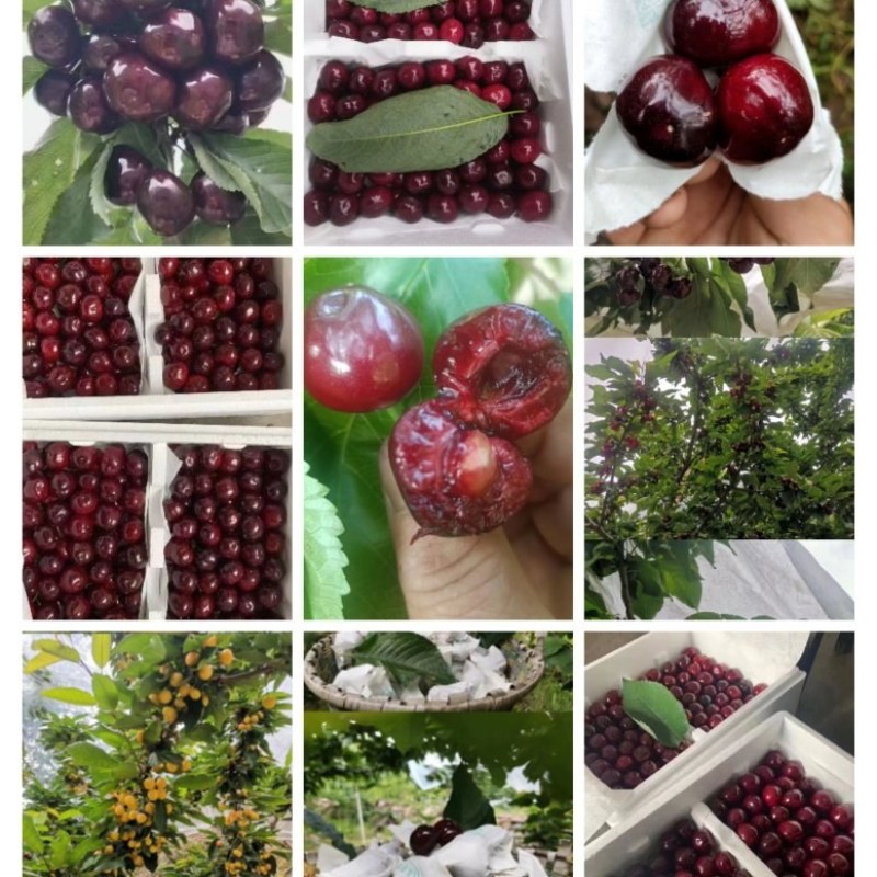 四川汉源大樱桃，黑珍珠樱桃/自家种植欢迎来电咨询